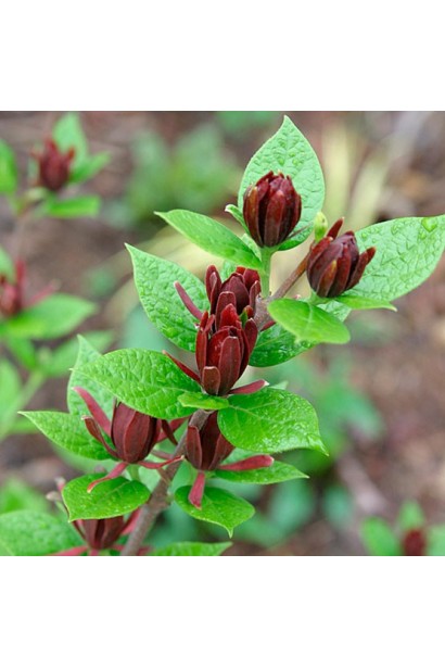 Особенности ухода за каликантом Хартледж Вайн